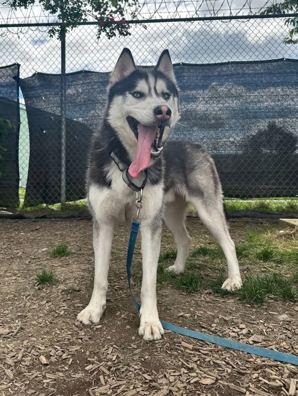 Tundra