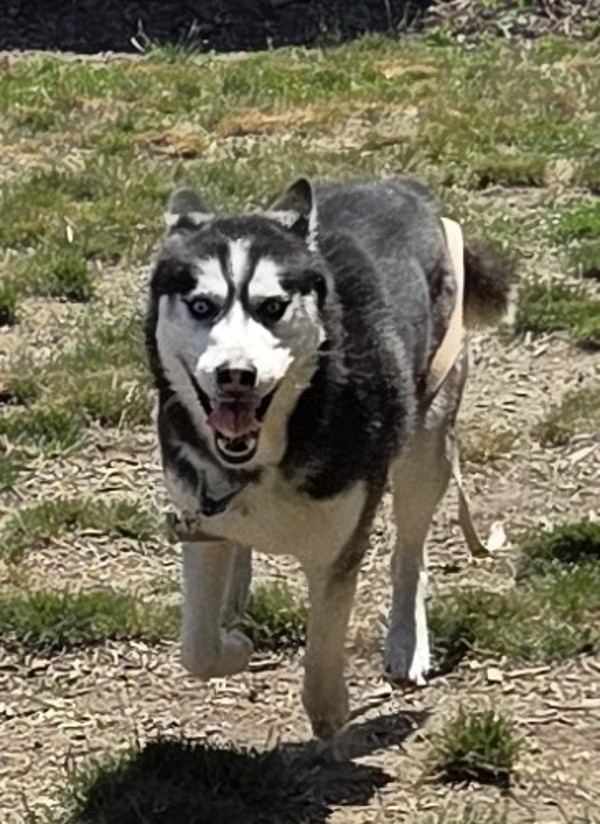 Tundra, an adoptable Siberian Husky in Salem, OR, 97301 | Photo Image 2