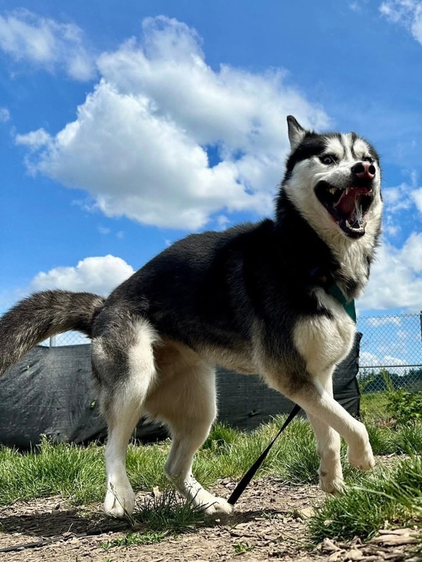 Tundra, an adoptable Siberian Husky in Salem, OR, 97301 | Photo Image 3