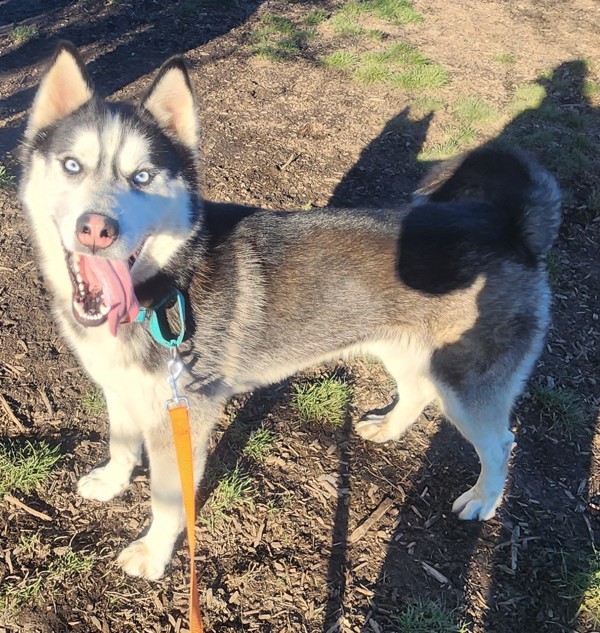 Tundra