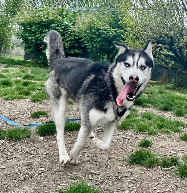 Tundra, an adoptable Siberian Husky in Salem, OR, 97301 | Photo Image 6