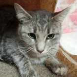 Silly Putty, an adoptable Domestic Short Hair in Fort Collins, CO, 80526 | Photo Image 1