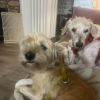 Willikers photo 3