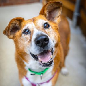 Nala