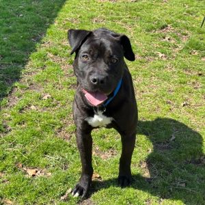 Marlin, Adult Male Pit Bull Terrier