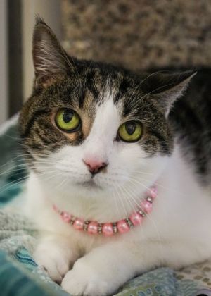 These bonded siblings have been together their whole lives and recently lost their loving owners Th