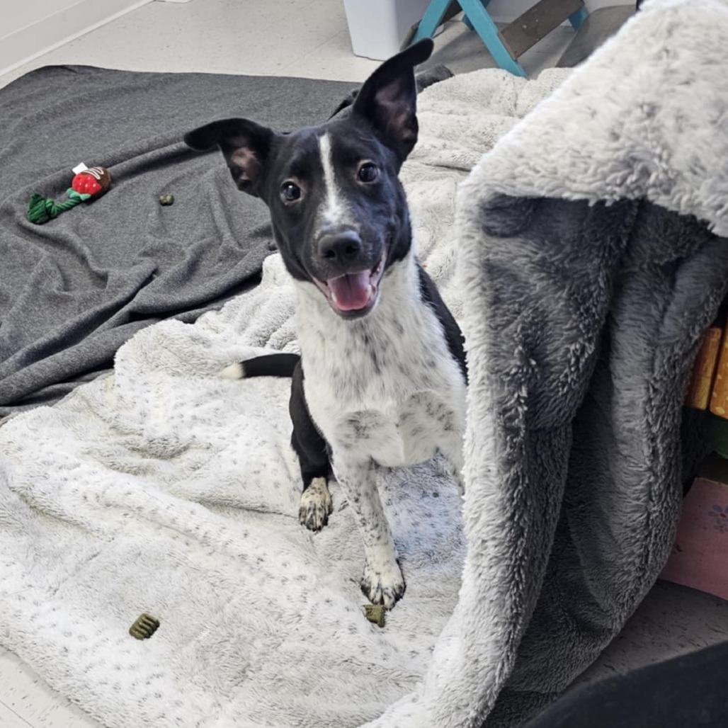 Lady, an adoptable Mixed Breed in Garden City, KS, 67846 | Photo Image 1