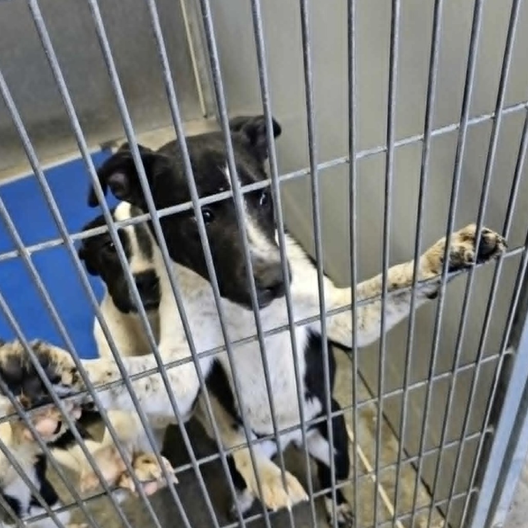 Lady, an adoptable Mixed Breed in Garden City, KS, 67846 | Photo Image 2