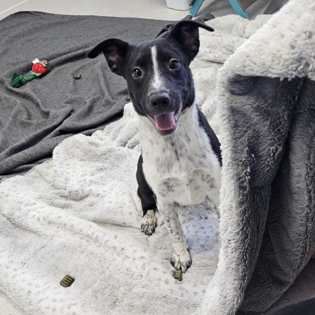Lady, an adoptable Mixed Breed in Garden City, KS, 67846 | Photo Image 4