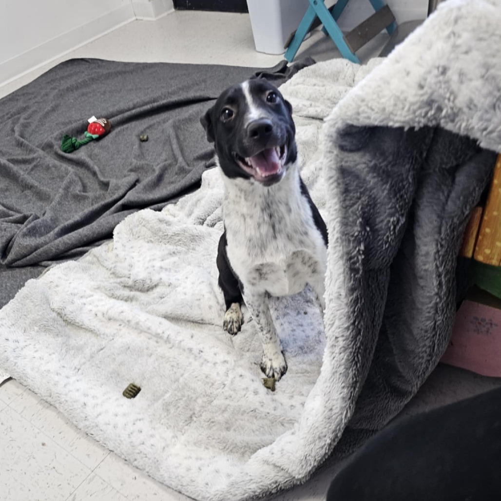 Lady, an adoptable Mixed Breed in Garden City, KS, 67846 | Photo Image 5