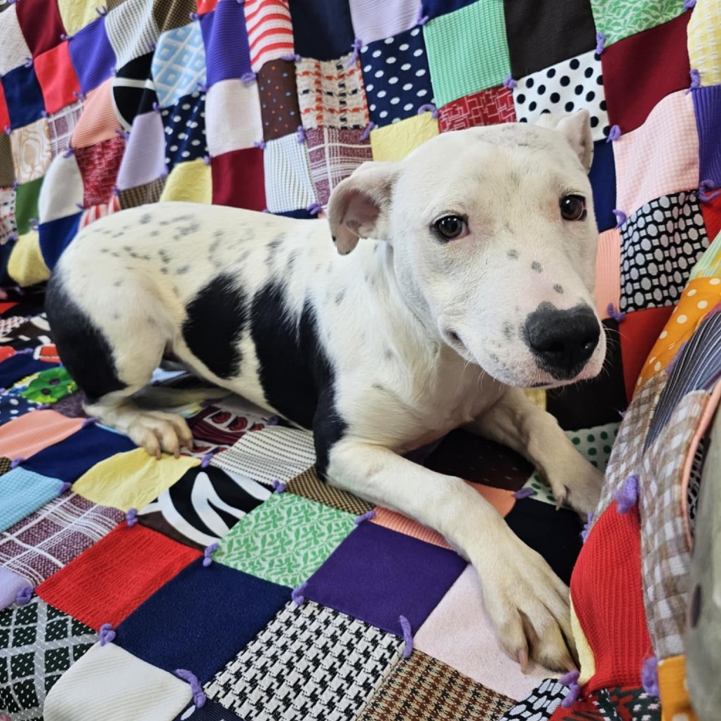 Patty, an adoptable Mixed Breed in Garden City, KS, 67846 | Photo Image 1
