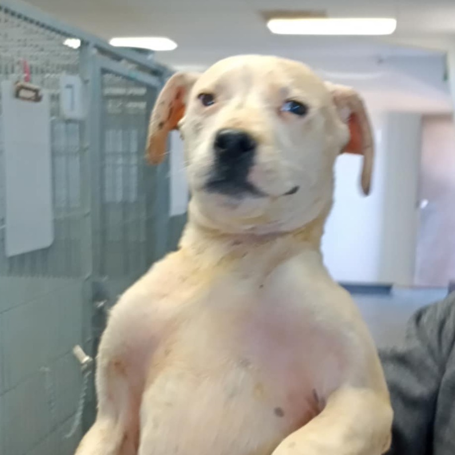 Patty, an adoptable Mixed Breed in Garden City, KS, 67846 | Photo Image 2