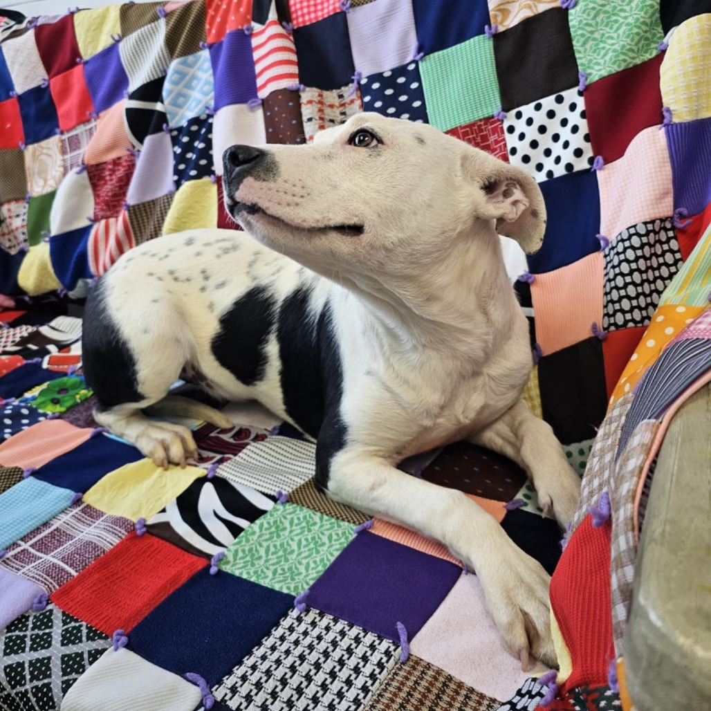 Patty, an adoptable Mixed Breed in Garden City, KS, 67846 | Photo Image 3