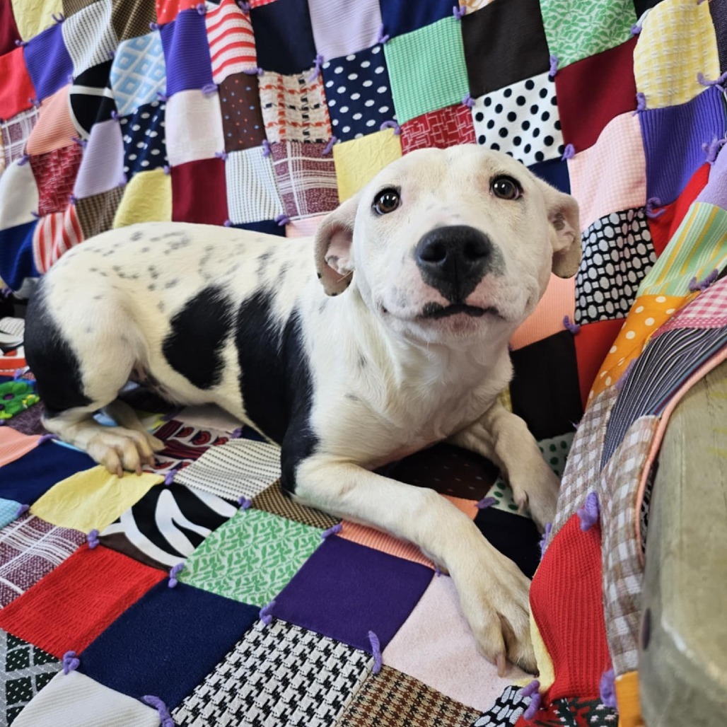 Patty, an adoptable Mixed Breed in Garden City, KS, 67846 | Photo Image 4