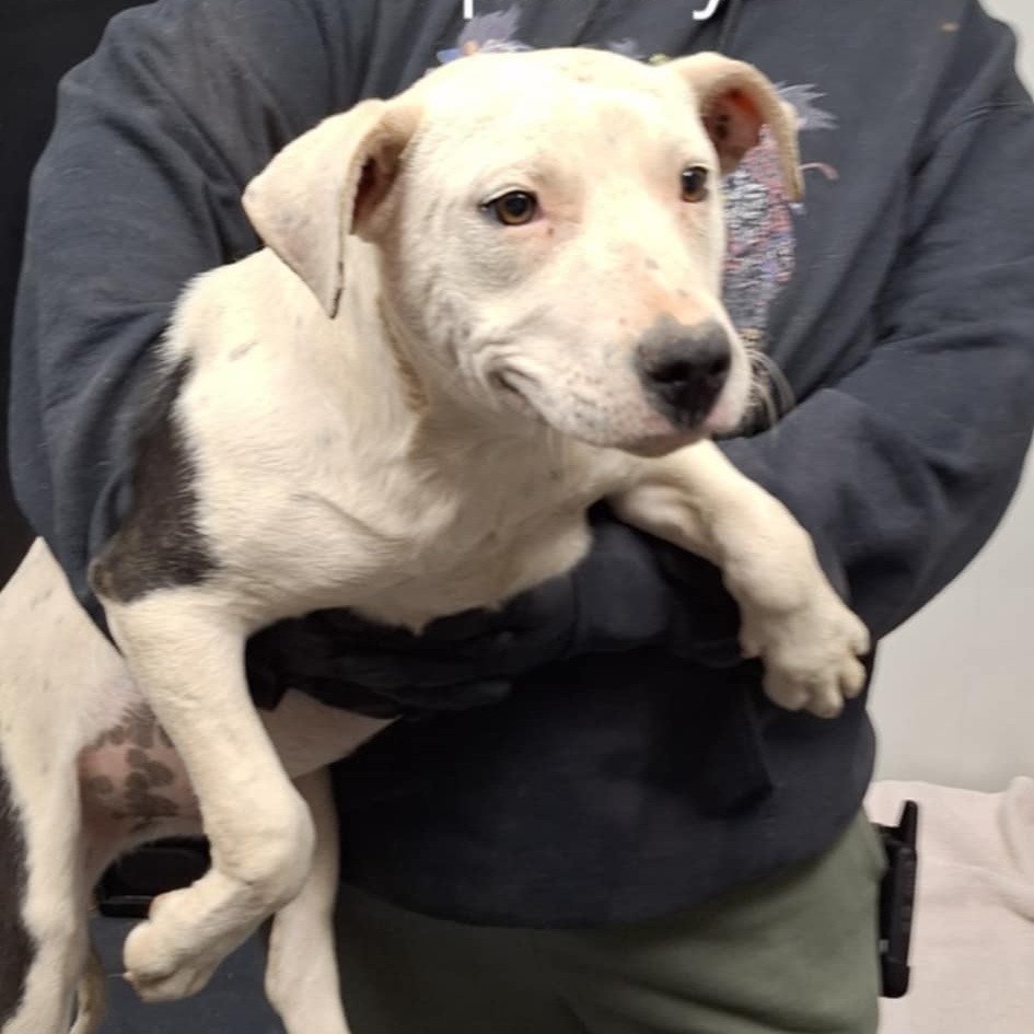 Cora, an adoptable Mixed Breed in Garden City, KS, 67846 | Photo Image 2