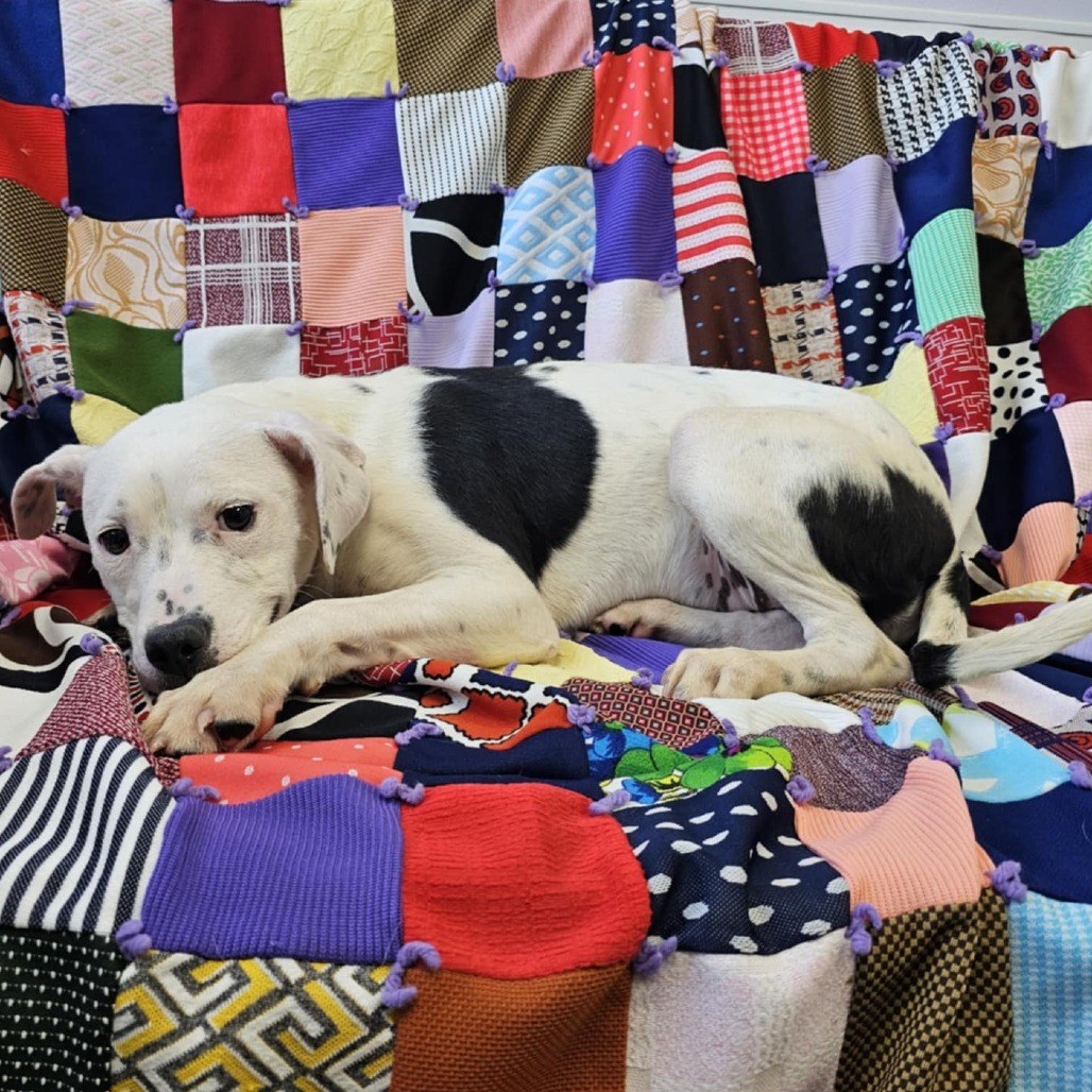 Cora, an adoptable Mixed Breed in Garden City, KS, 67846 | Photo Image 3