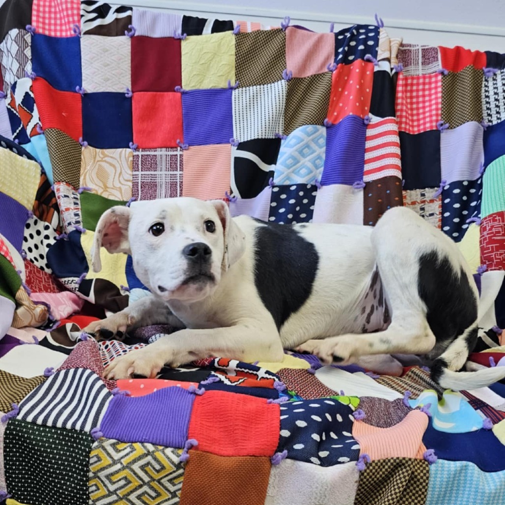 Cora, an adoptable Mixed Breed in Garden City, KS, 67846 | Photo Image 4