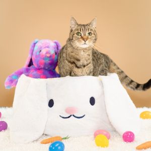 Ella, Senior Female Domestic Short Hair
