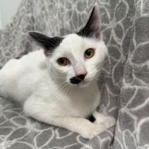 Introducing Cardamom the tiny mustachioed queen with a big personality and an even bigger love for 
