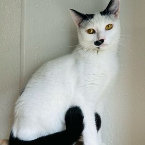 Introducing Cardamom the tiny mustachioed queen with a big personality and an even bigger love for 