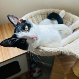 Say hello to Paprika the sweetheart with a heart full of love This adorable kit