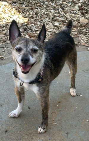 Max, Young Male unknown