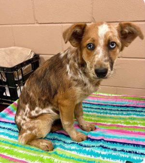 Animal Profile Rusty and her brother are 7 month old RetreiverCatahoula mix puppies who joined us 