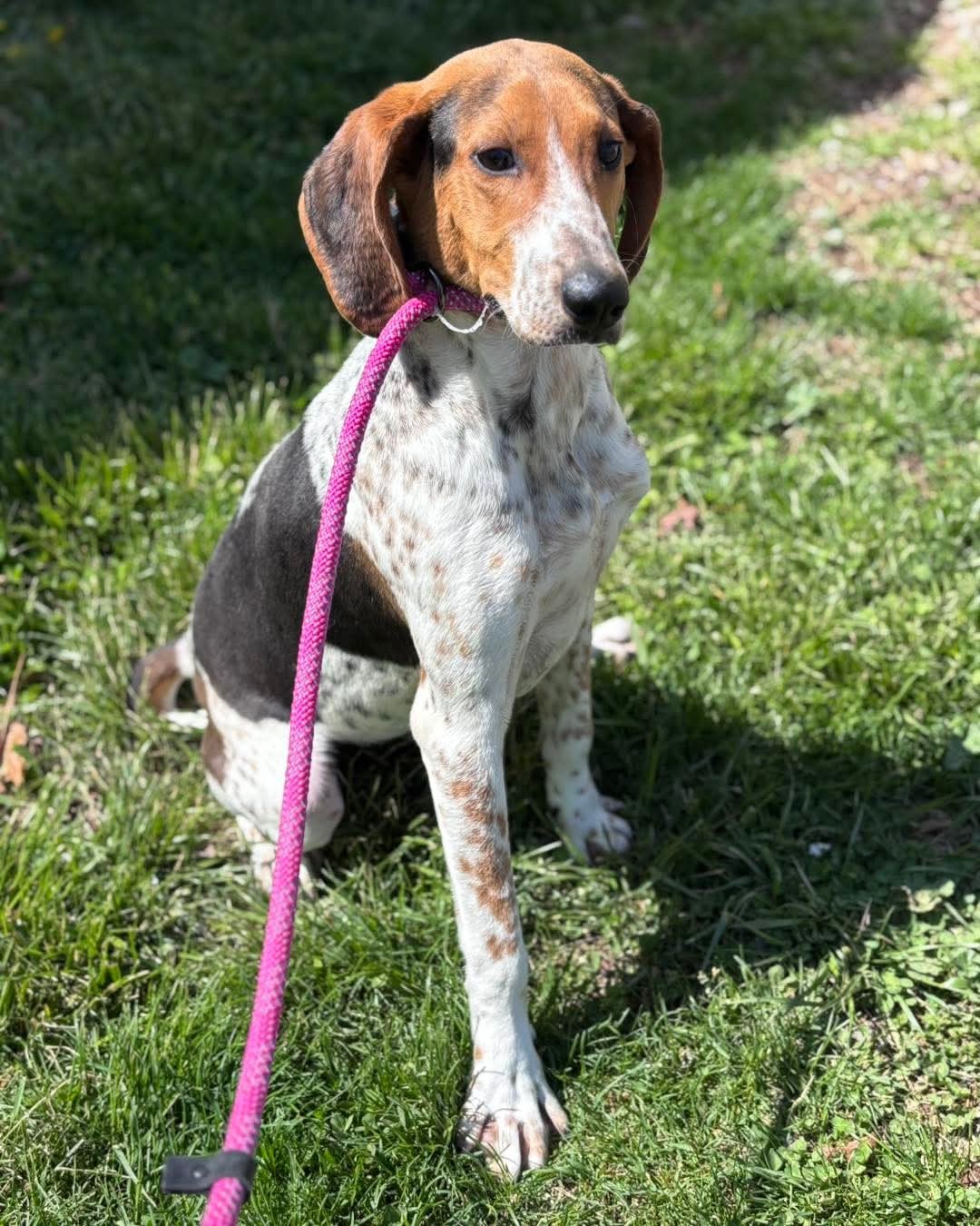 Bobby: Not At the shelter (Stacey)