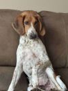 Bobby: Not At the shelter (Stacey)