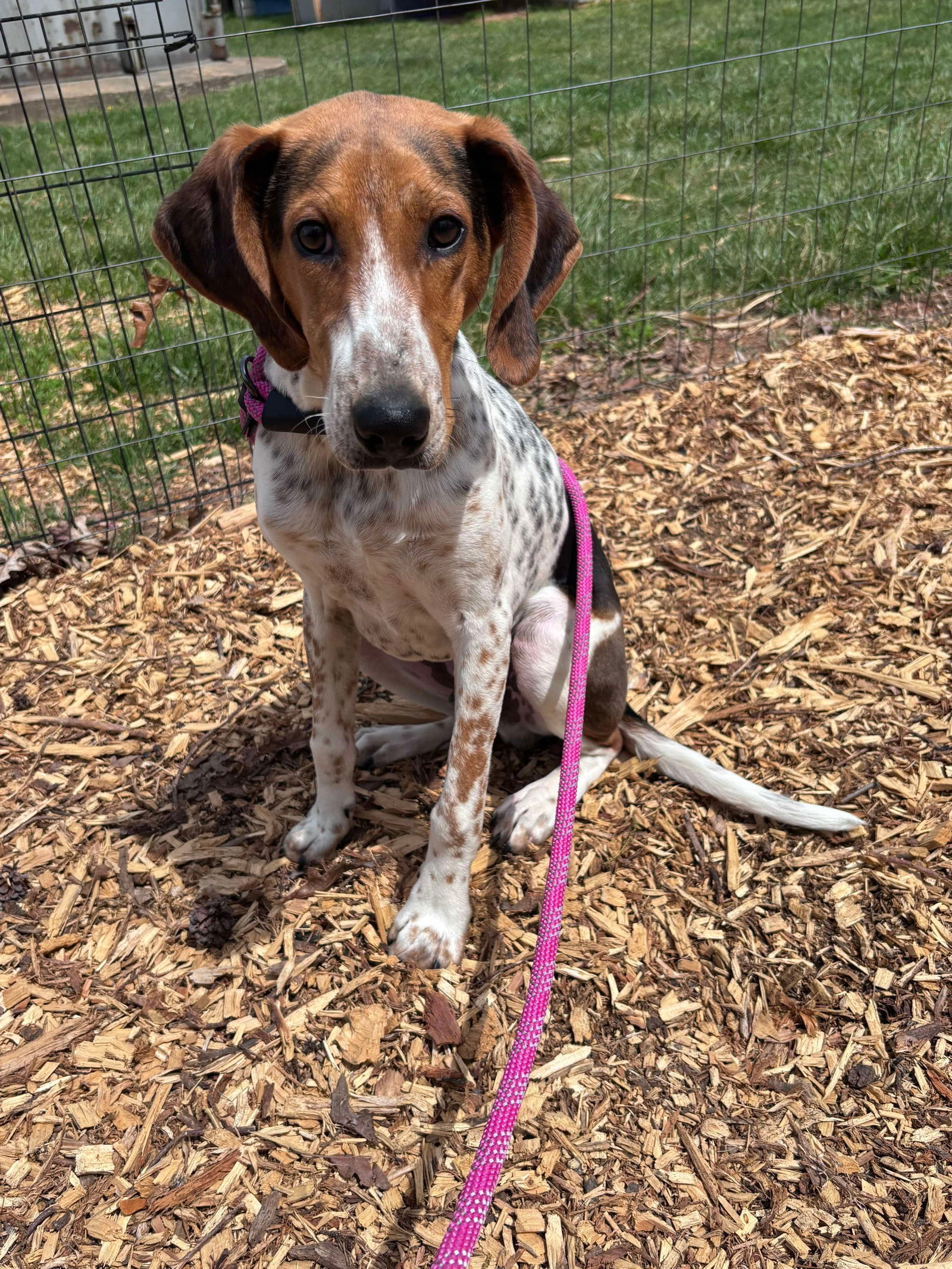 Bobby: Not At the shelter (Stacey)