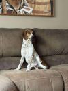 Bobby: Not At the shelter (Stacey)