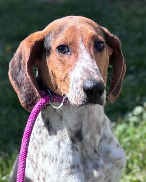 Bobby: Not At the shelter (Stacey)