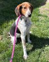 Bobby: Not At the shelter (Stacey)