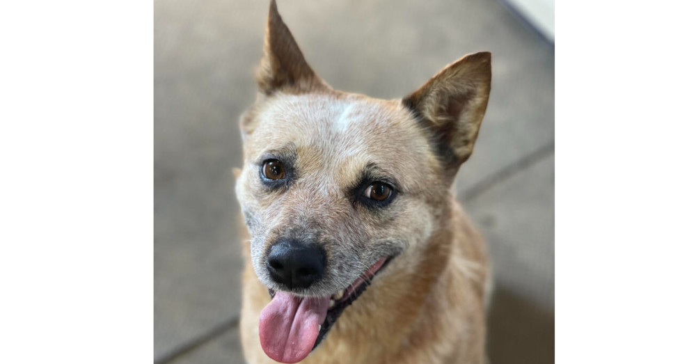 ACD Godiva Red Heeler