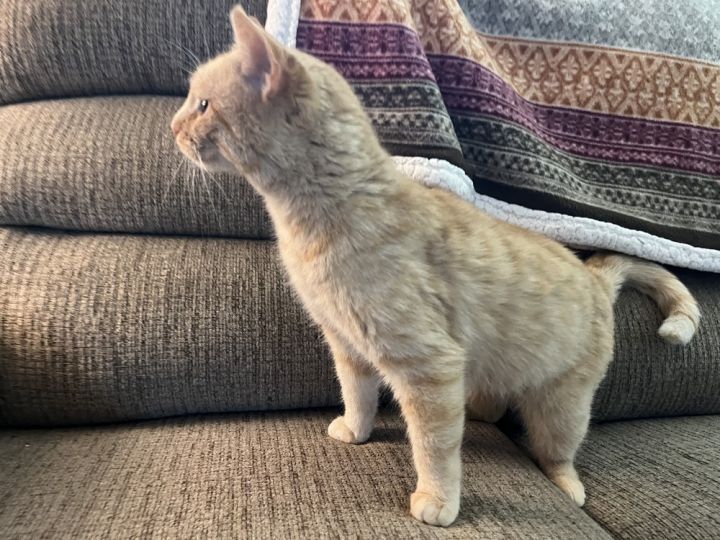 Peaches 3
