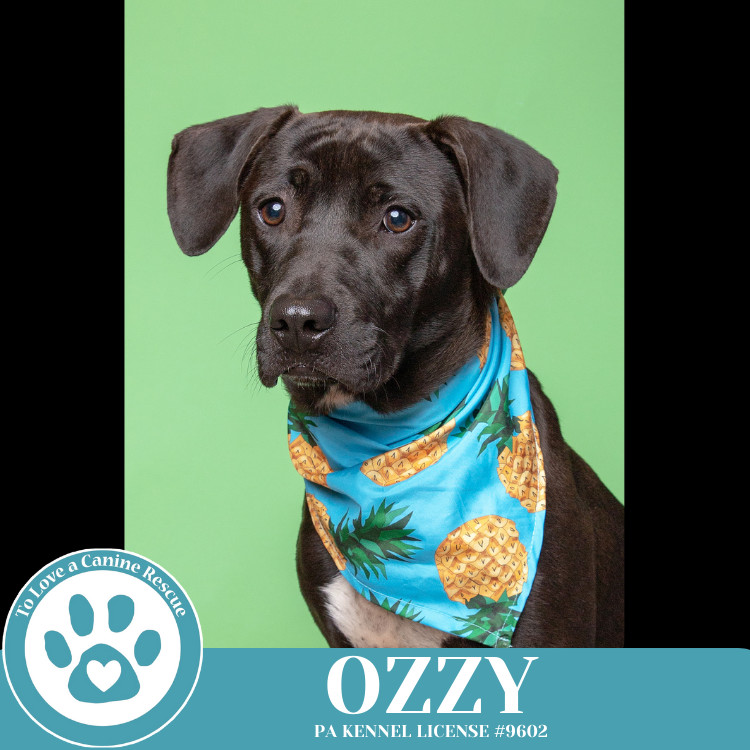 Ozzy (Music Legends) 111624