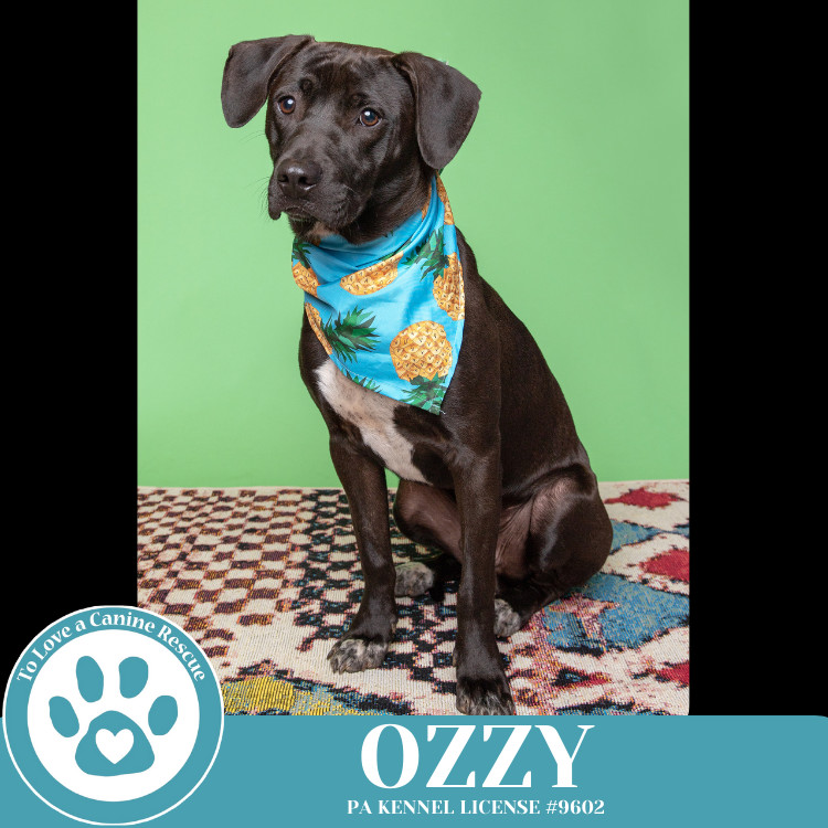 Ozzy (Music Legends) 111624