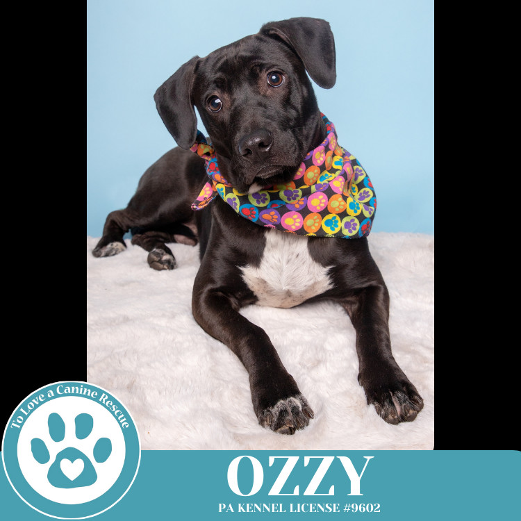 Ozzy (Music Legends) 111624