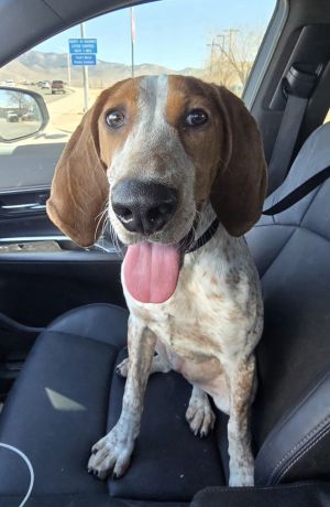 Little girl, Baby Female Foxhound