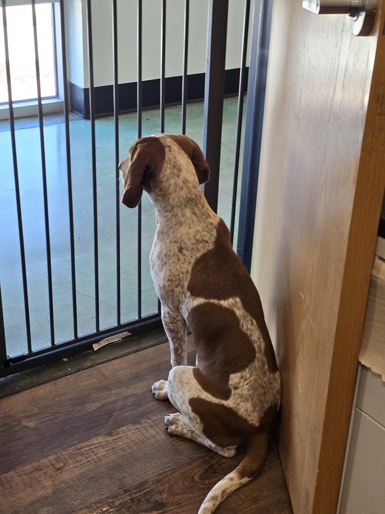 Little girl, an adoptable Foxhound in Albuquerque, NM, 87120 | Photo Image 2