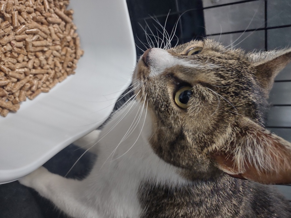 Friendly, an adoptable Domestic Short Hair in Moses Lake, WA, 98837 | Photo Image 1