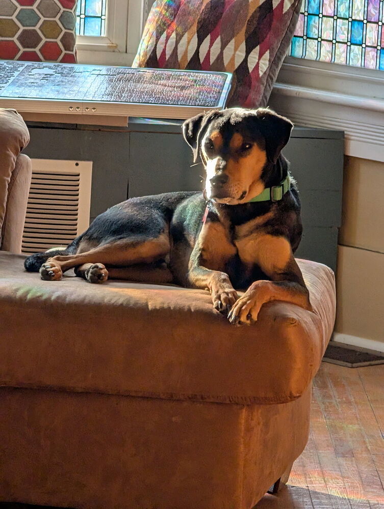 Buddy