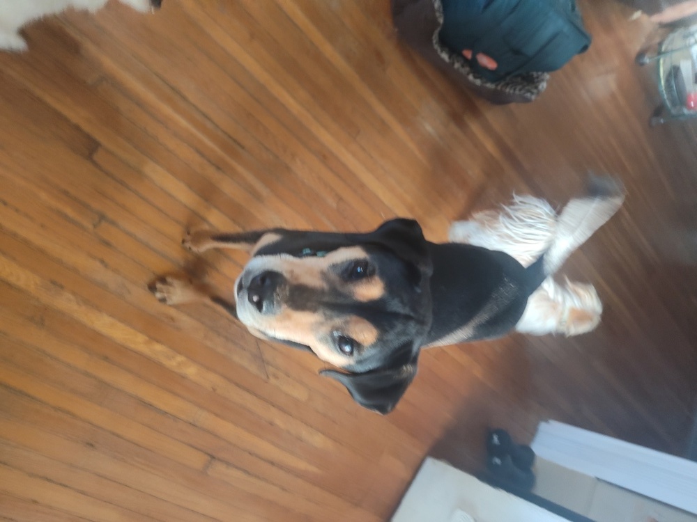 Buddy