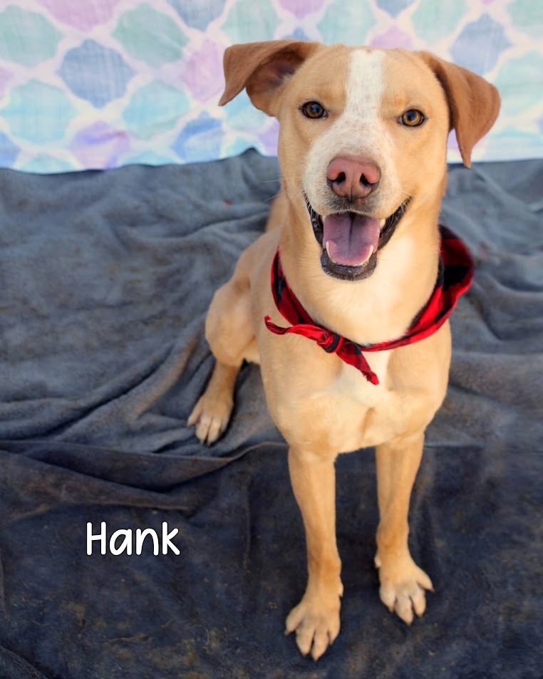Hank