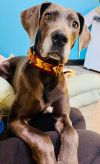 Gertrude