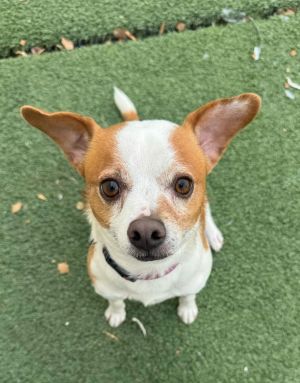 Dante, Adult Male Jack Russell Terrier
