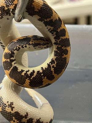 Al, Baby Unknown Snake
