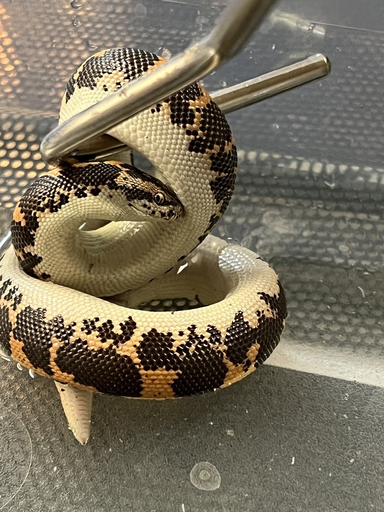 Al
