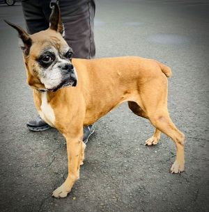 Payton 9 YO 57 Pounds Kid Dog  Cat Friendly Leash Trained Fostered in Kent WA Hi Im Payton I