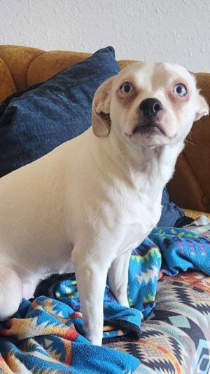 Mila, Adult Female Chihuahua